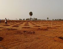 Farm plots with sandal plants in Choutuppal, Hyderabad.